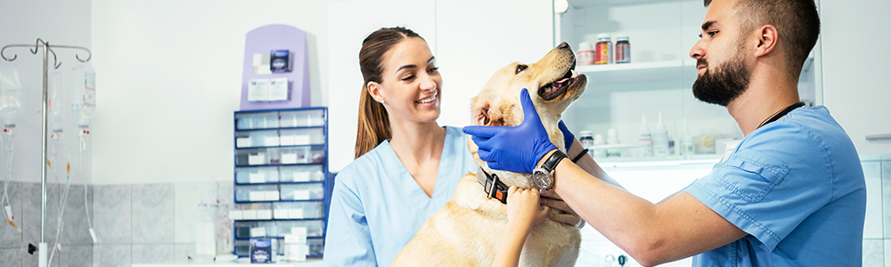 Veterinary practice treats a dog - EDI Services for ARGE Tierarzneimittel